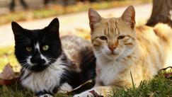 Aquellos que maltratan animales en la infancia, presentan graves problemas de violencia siendo adultos